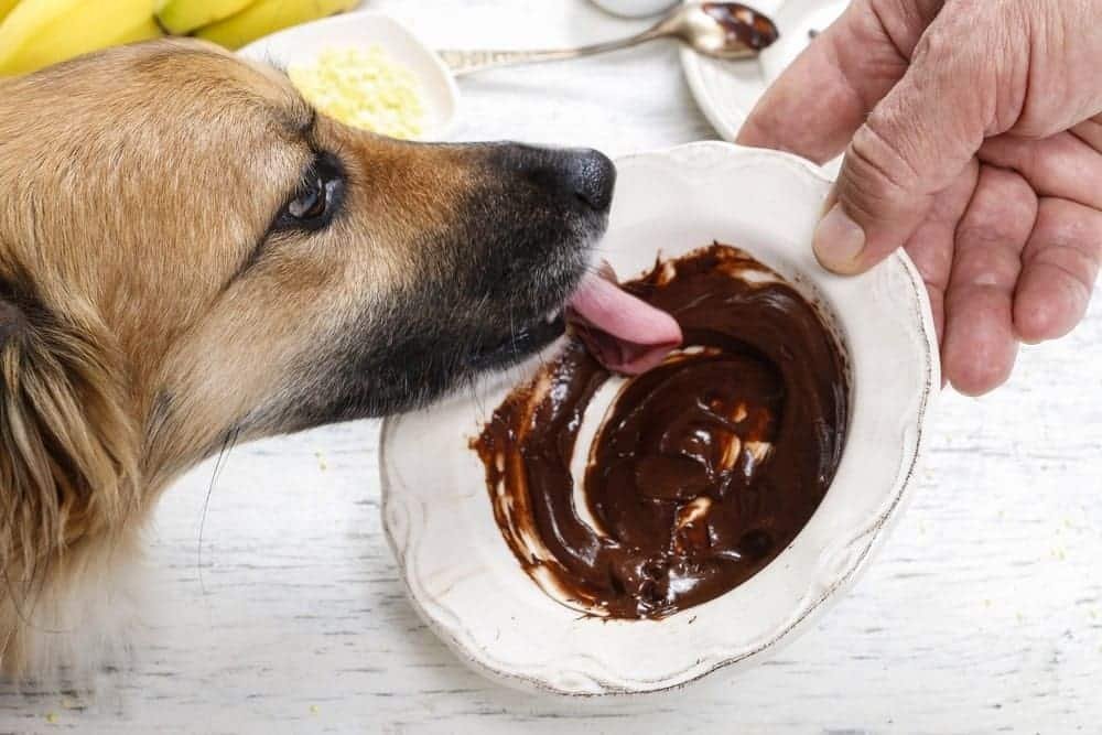 Can Dogs Eat Chocolate
