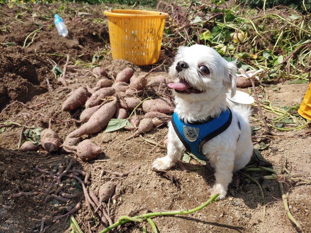 Can Dogs Eat Sweet Potatoes