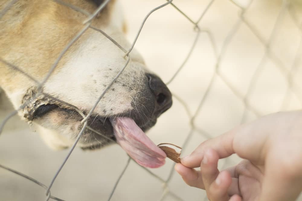 Can Dogs Eat Almonds