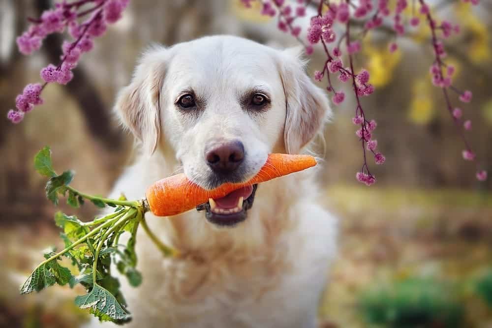 Can Dogs Eat Carrot