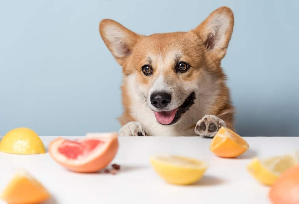 Can Dogs Eat Orange