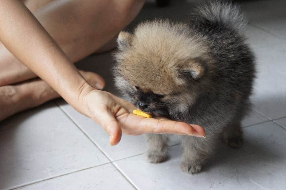 Can Dogs Eat Mango