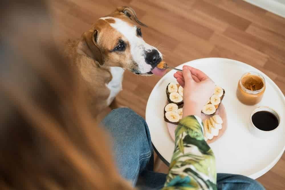Can Dogs Eat Peanuts