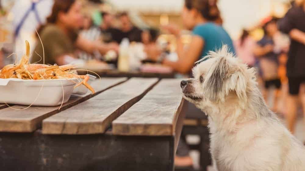 Can Dogs Eat Shrimp