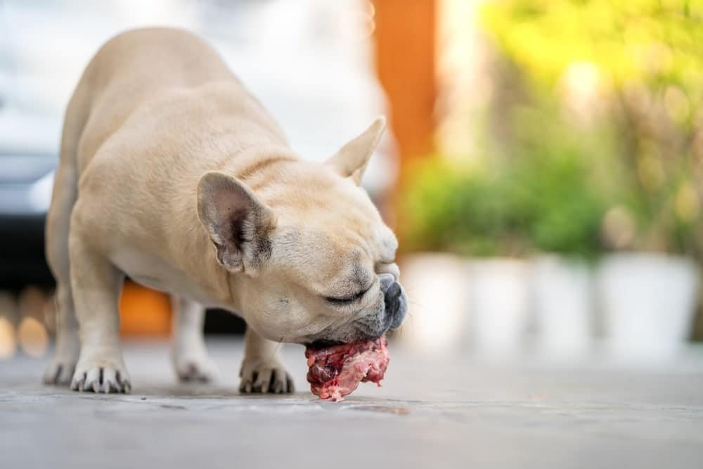 Can Dogs Eat Raw Chicken