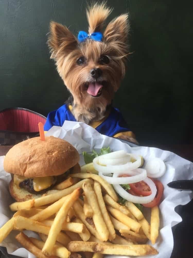 Can Dogs Eat French Fries
