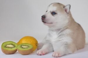 Can Dogs Eat Kiwi? A Vet-Approved Guide (2025)