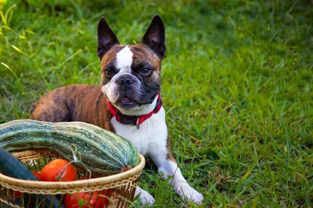 Can Dogs Eat Zucchini?