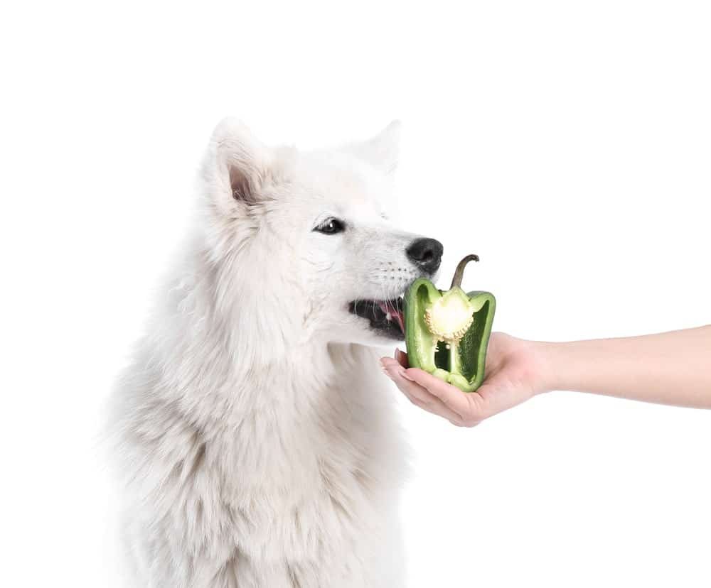 Can Dogs Eat Bell Pepper
