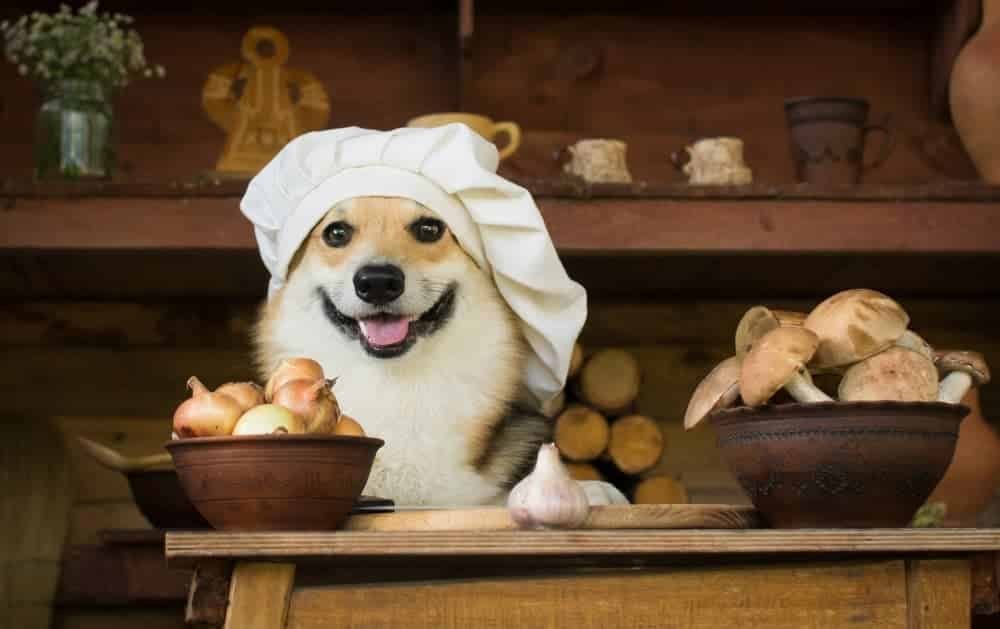 Can Dogs Eat Garlic