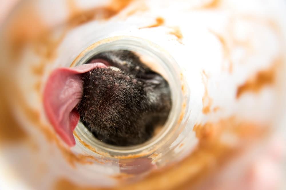 Can Dogs Eat Almond Butter