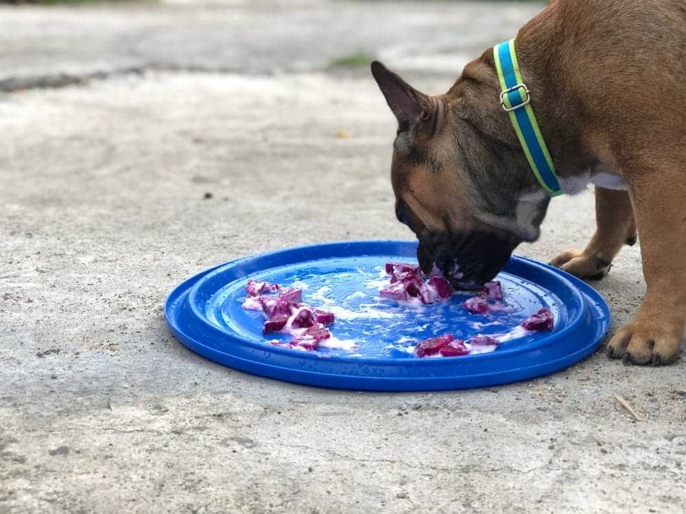 Can Dogs Eat Dragon Fruit