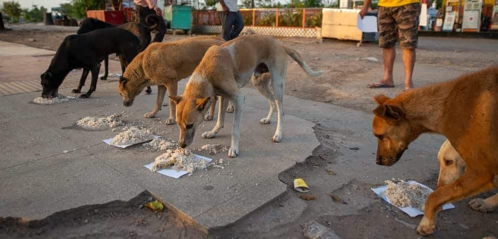 Can Dogs Eat Jasmine Rice?