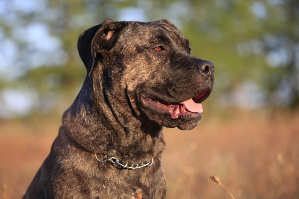 Cane Corso Temperament