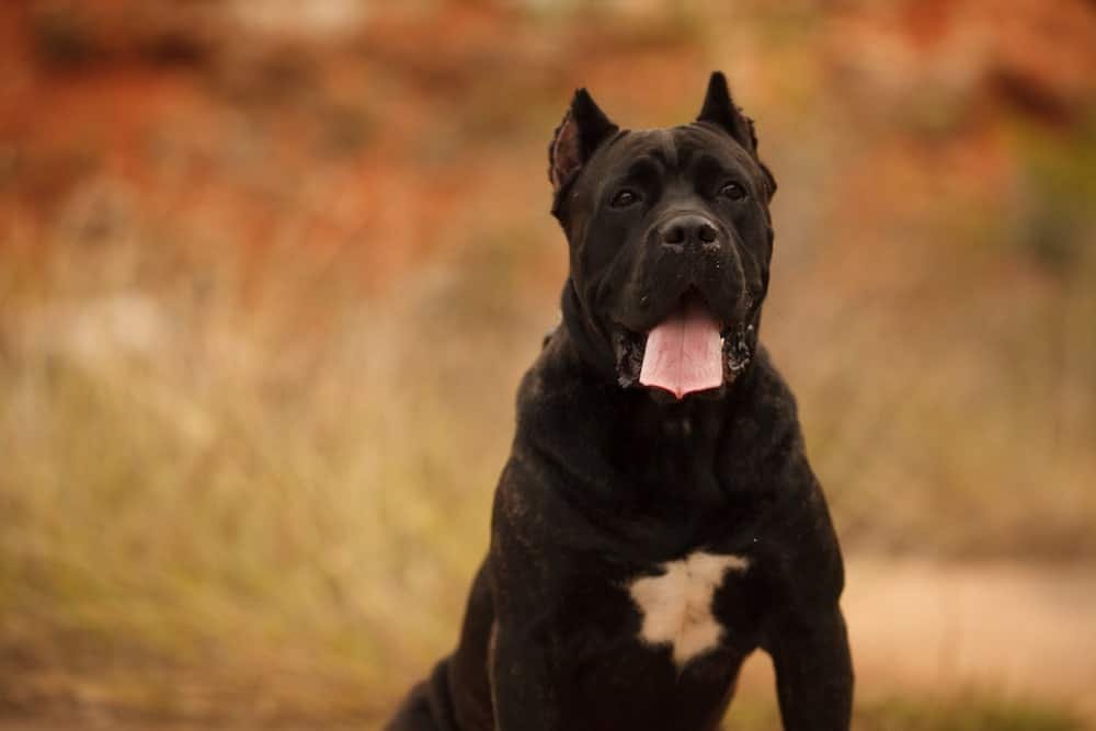 Cane Corso Temperament