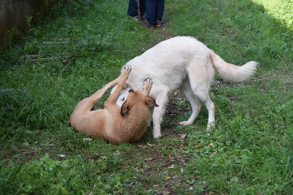 Alapaha Blue Blood Bulldog health