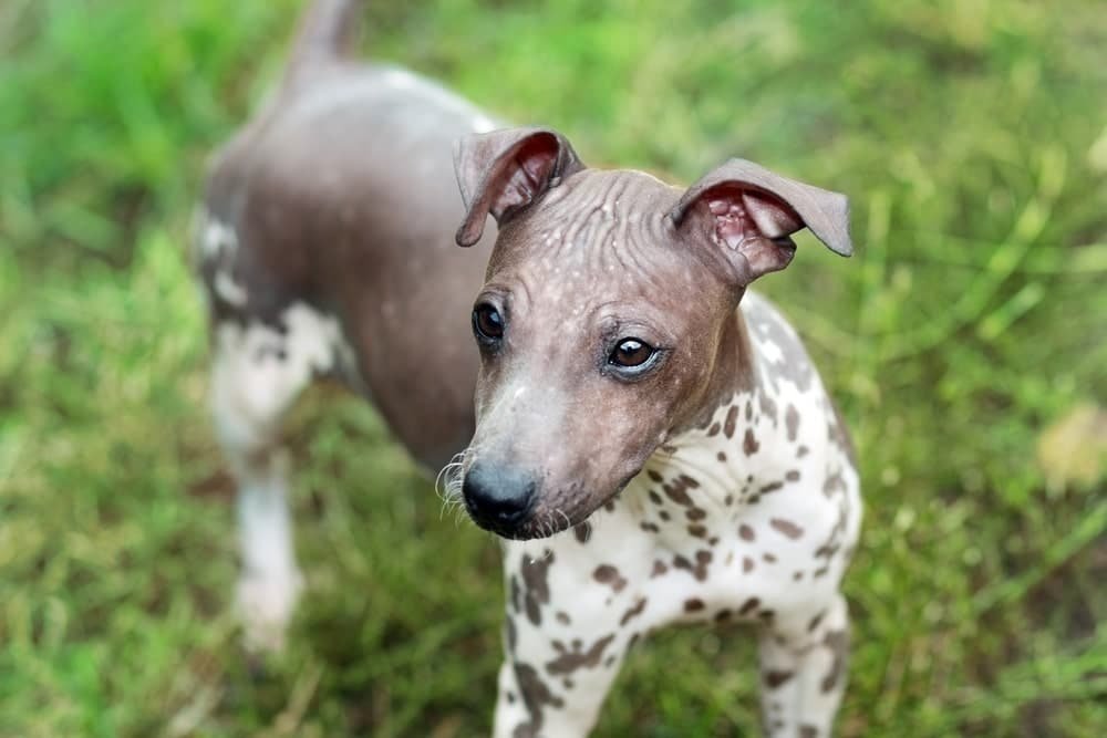 Hairless Dog Breeds