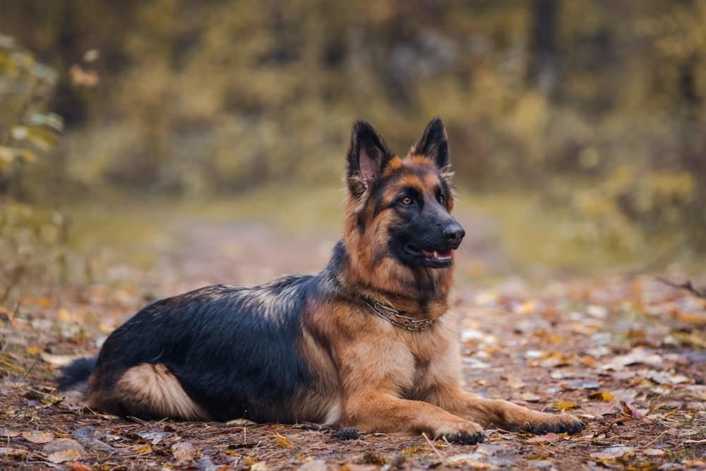American Alsatian