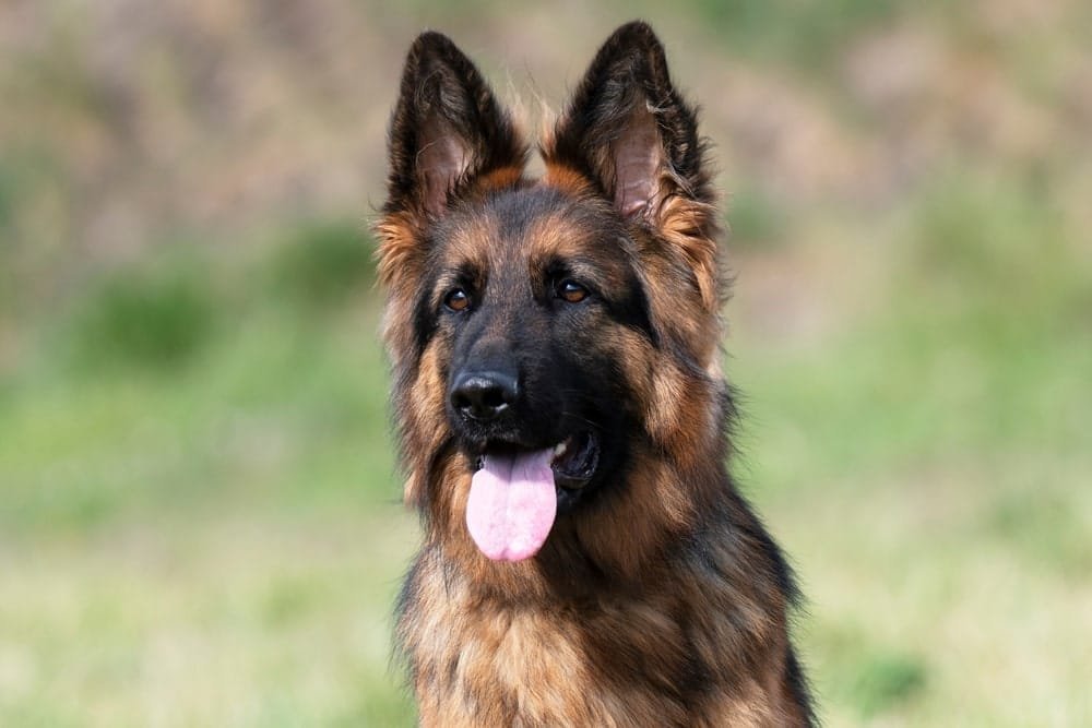 American Alsatian