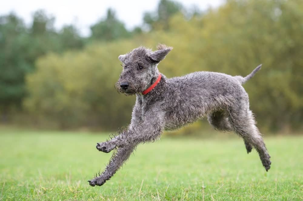 strangest dog breeds