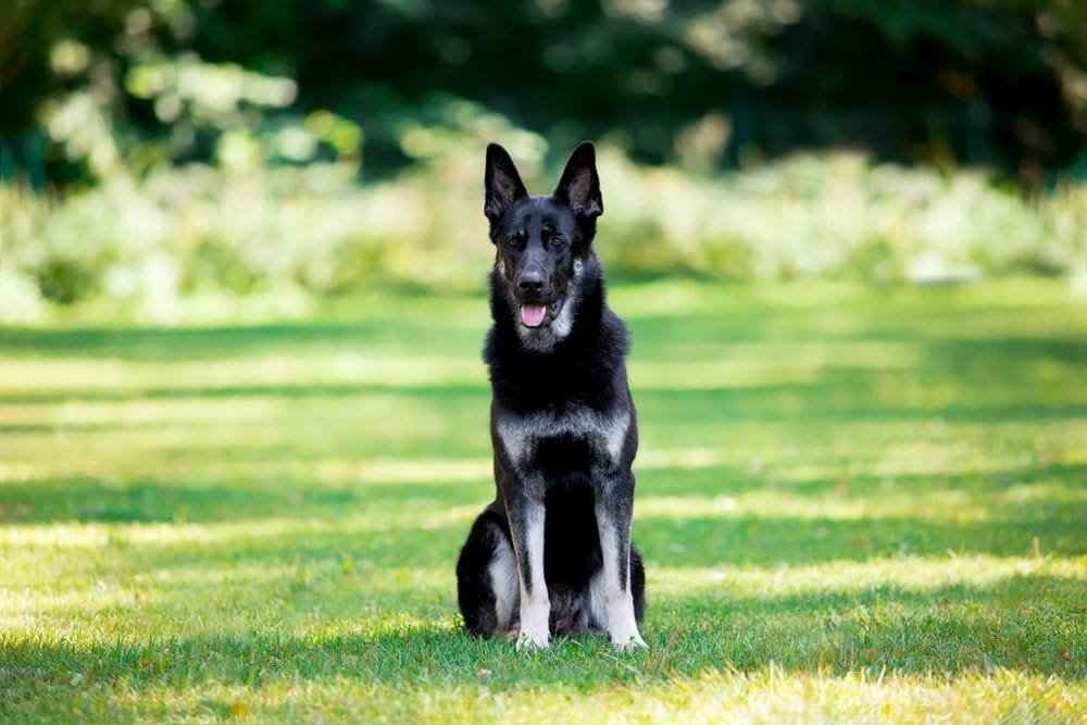East European Shepherd