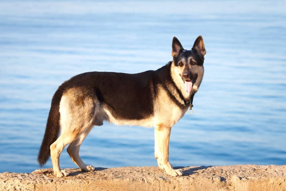 East European Shepherd