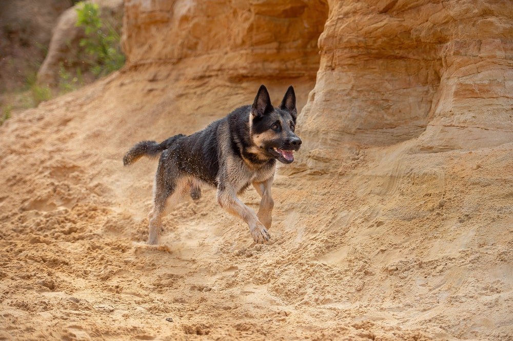 East European Shepherd