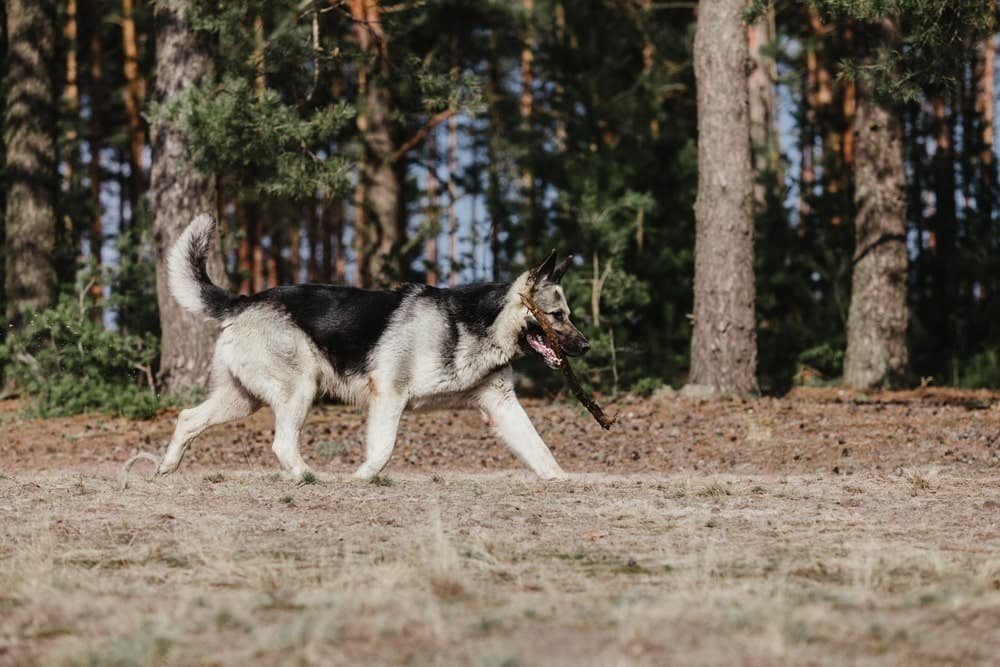 East European Shepherd