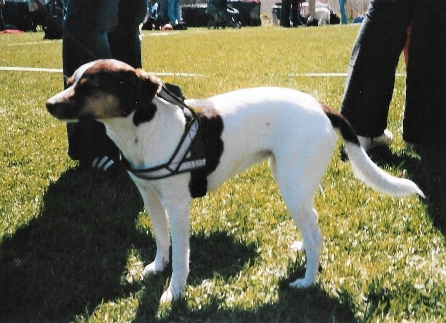 Danish Swedish Farmdog