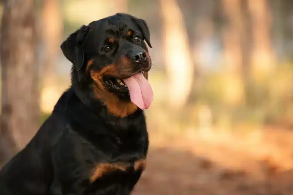 muscular dog breeds