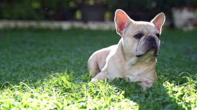 French Bulldog 