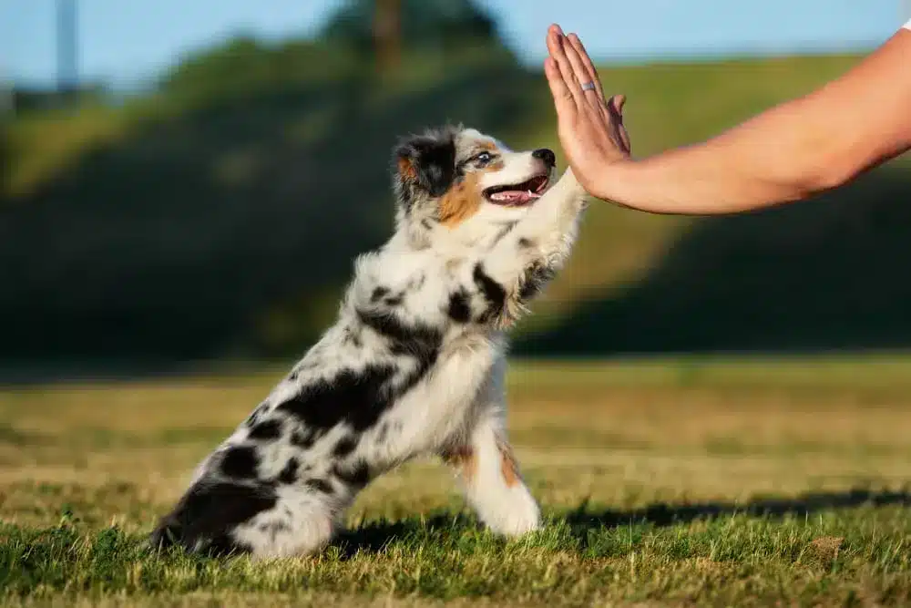 muscular dog breeds