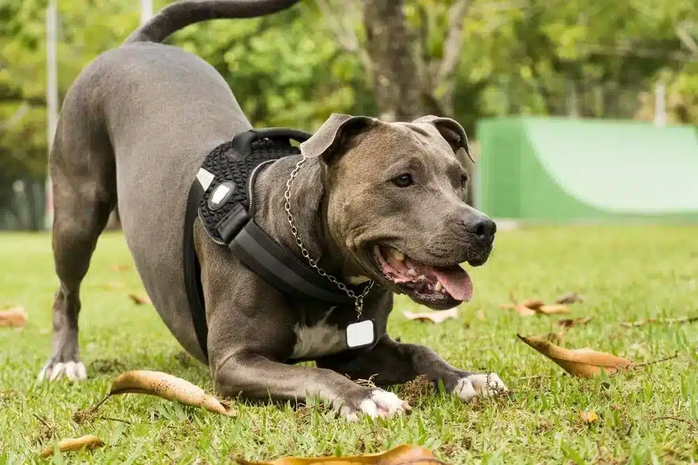 muscular dog breeds