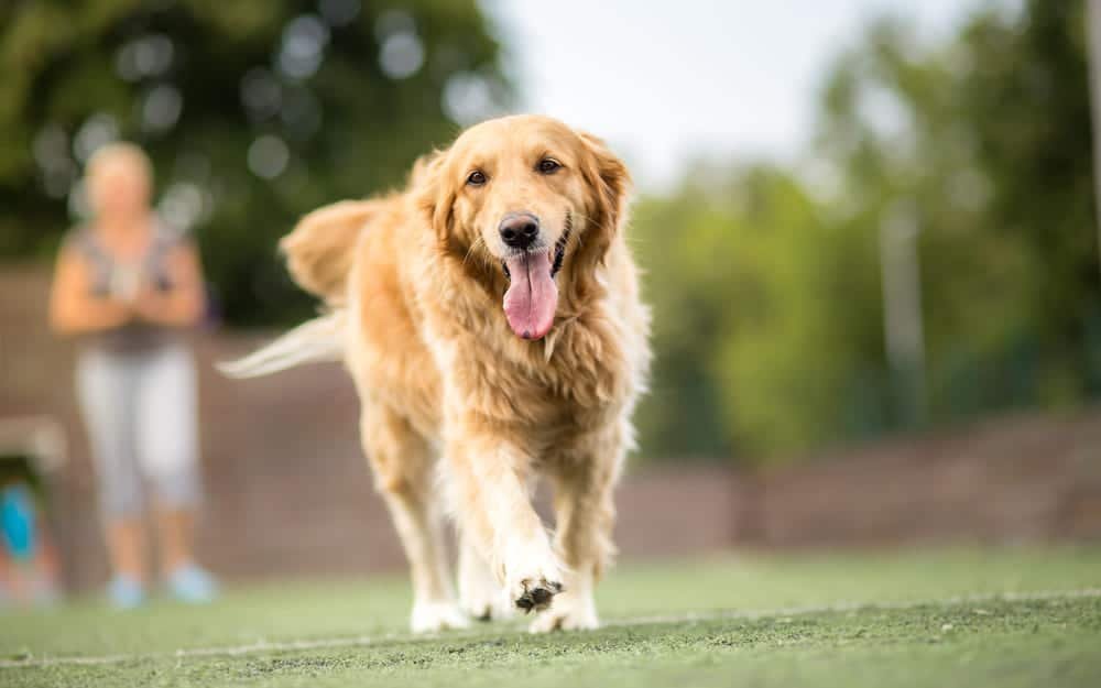 Smart Dog Breeds