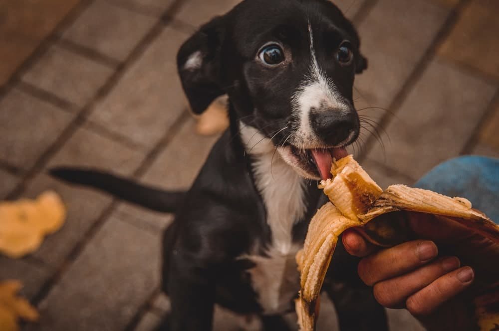Can Dogs Eat Banana