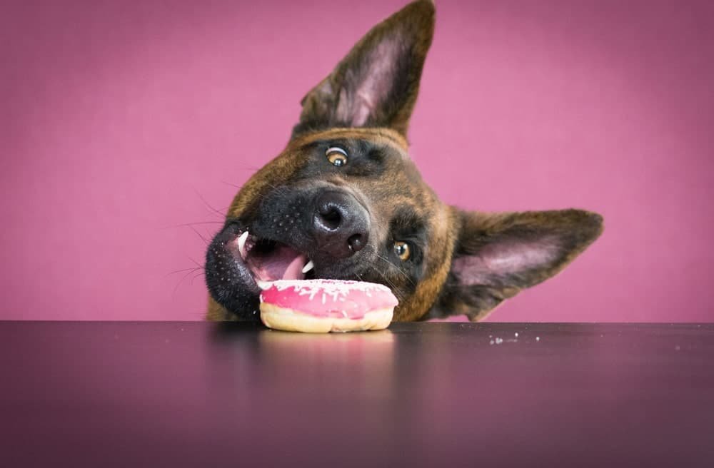 Can Dogs Eat Donut