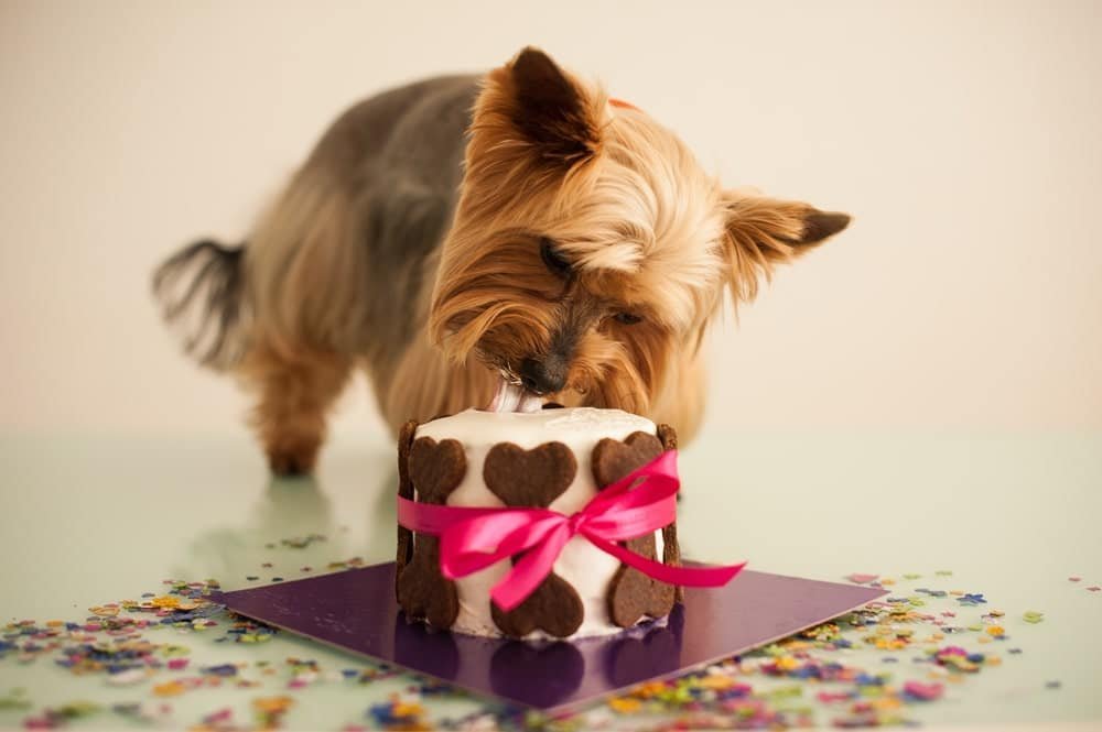 Can Dogs Eat Cake