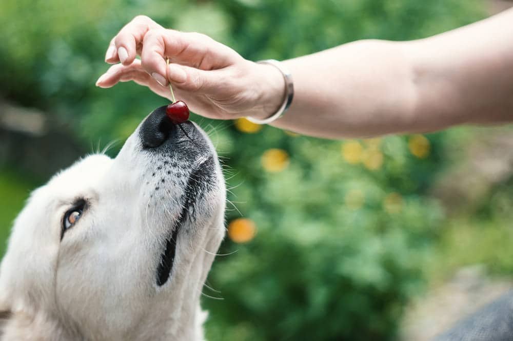 Can Dogs Eat Cherries