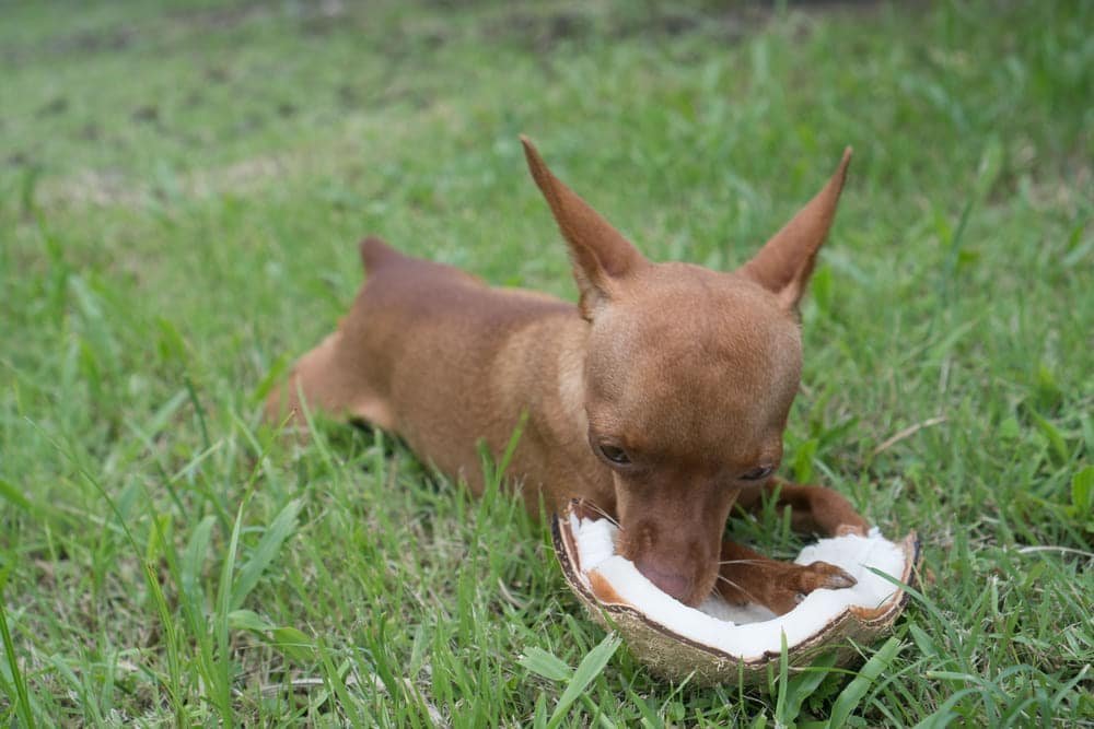 Can Dogs Eat Coconut