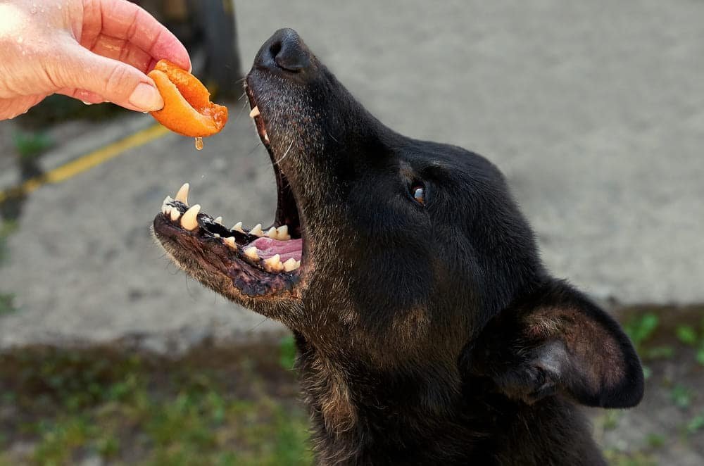 Can Dogs Eat Peaches
