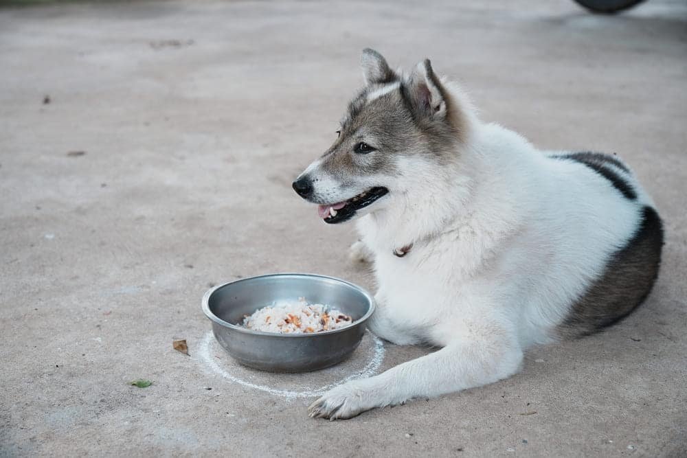 Can Dogs Eat Rice