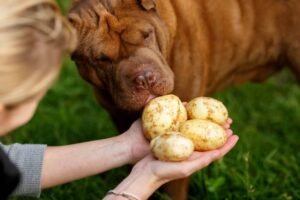 Can Dogs Eat Potatoes? A Vet-Approved Guide (2025)