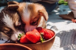 Can Dogs Eat Strawberries? A Vet-Approved Guide (2025)