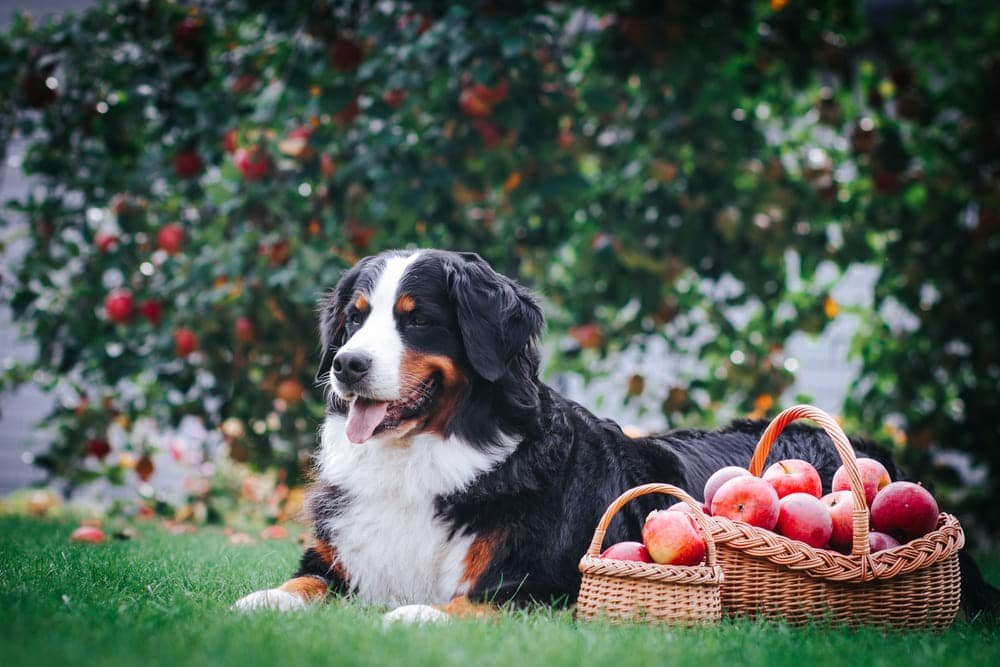 can dogs eat apples
