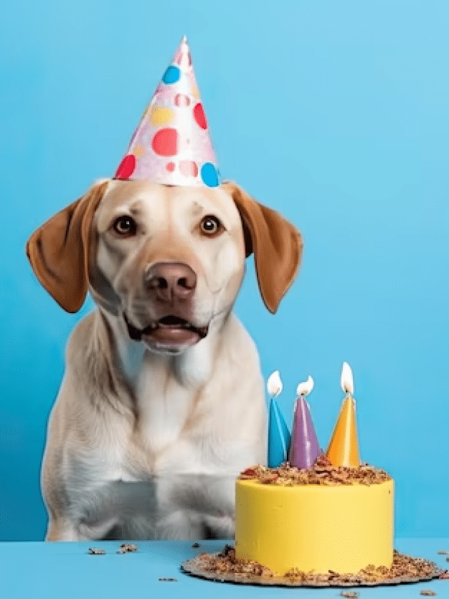 How To Make A Dog Cake?