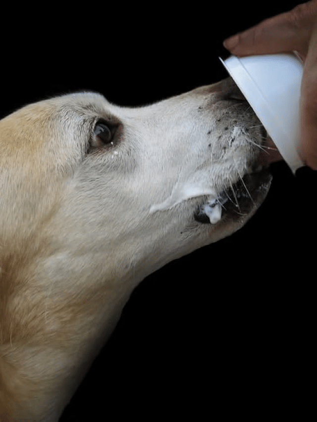 Can Dogs Eat Yogurt?