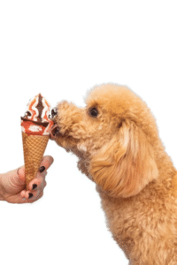 Can Dogs Eat Whipped Cream? A Vet-Approved Guide (2025)