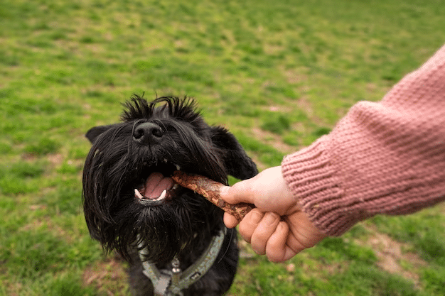 Can Dogs Eat Wasabi?