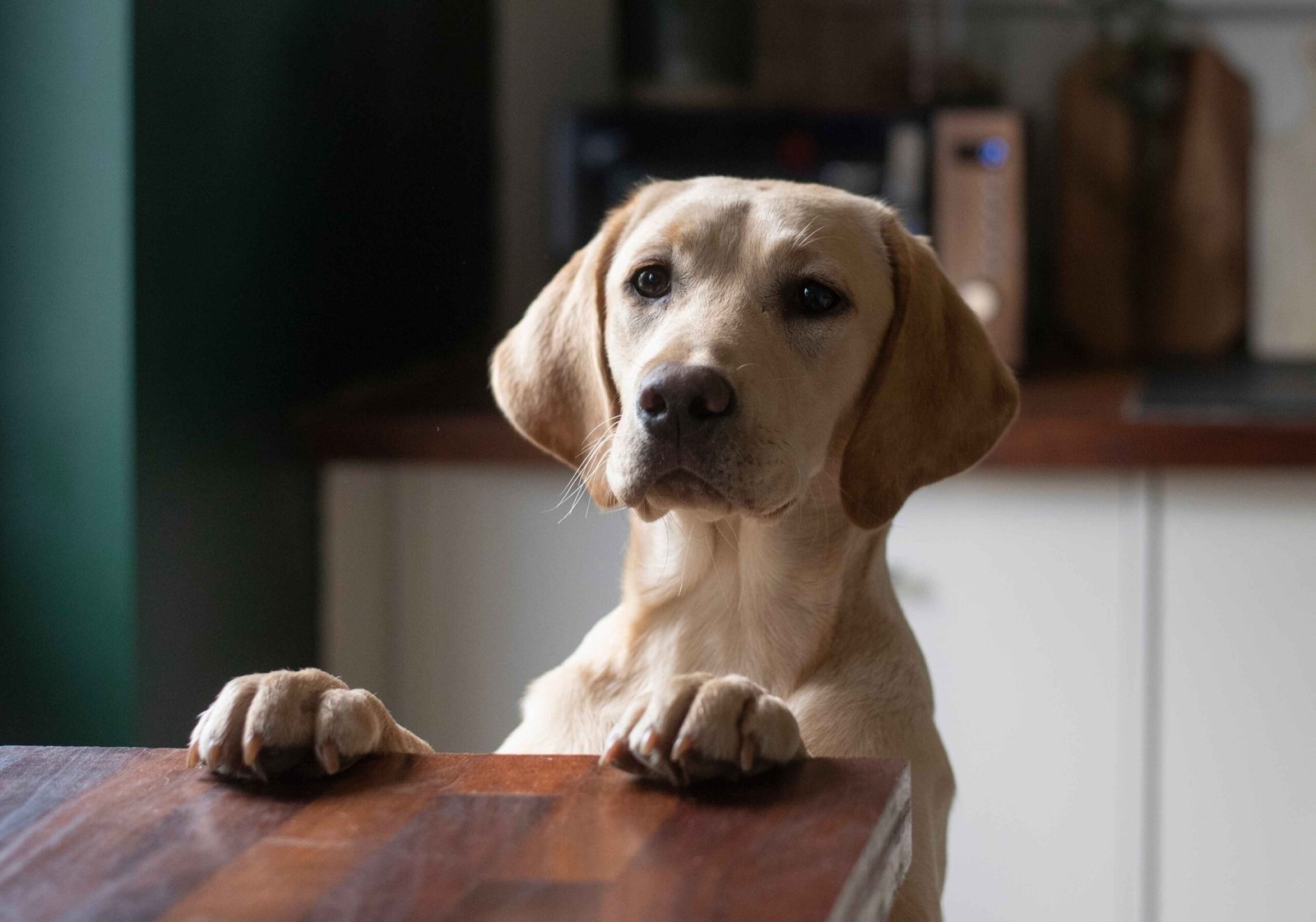 dog breeds in india