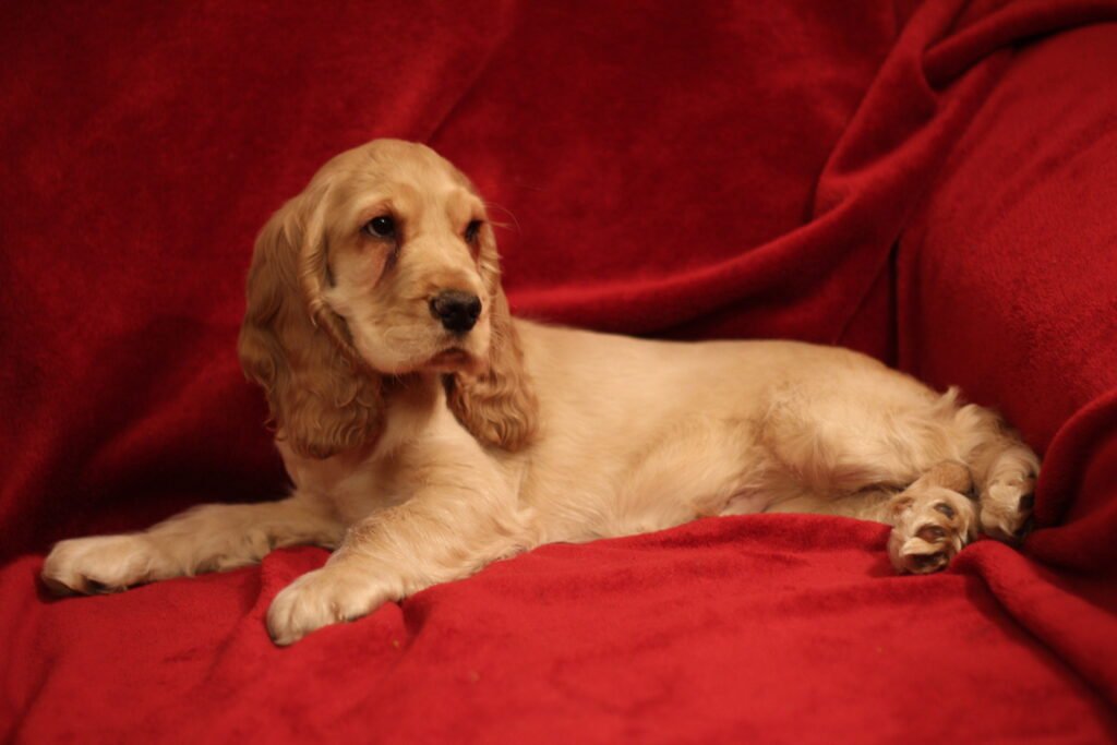 Cocker spaniel 